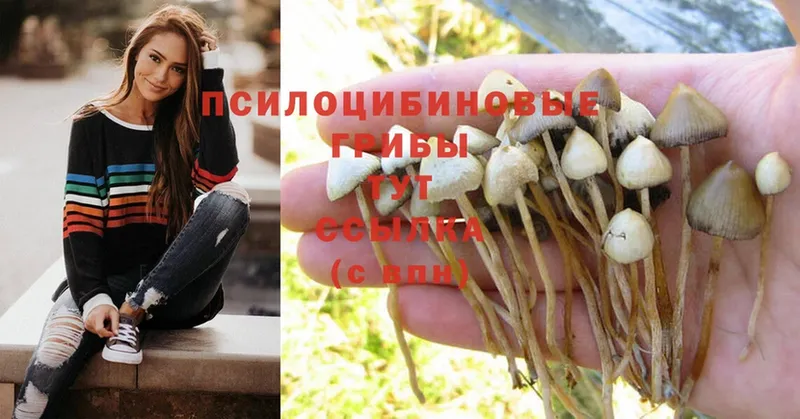 Псилоцибиновые грибы MAGIC MUSHROOMS  Добрянка 